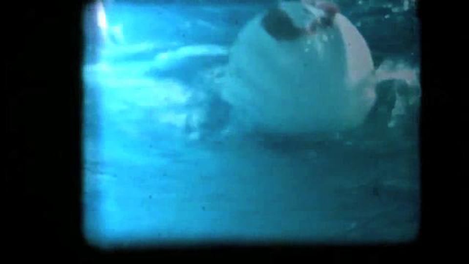 Bruce Peninsula - The Swimming Song