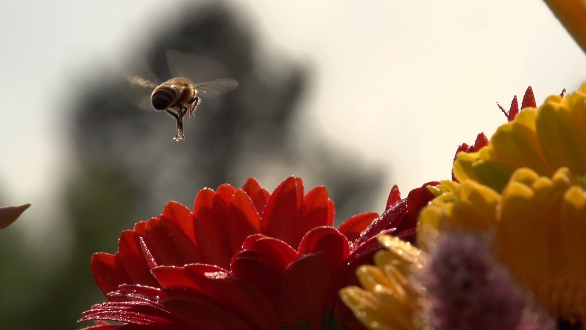 SWEETBEEZ