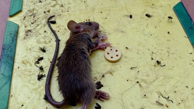 Indian house mice struggle to free themselves from an inhumane sticky glue trap, Kolkata, India, 2022