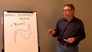 Bloat - the Killer Of Large-Breed Dogs