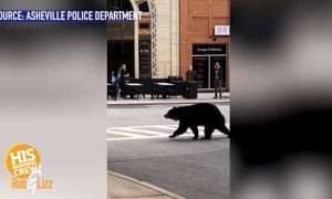 Why Did The Bear Cross the Street
