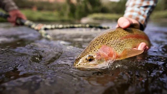 Fly Fishing – Elk Creek Ranch – Finest Fly Fishing & Big Game Hunting in  North America