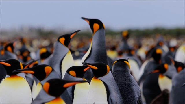 20+ Free Penguins & Penguin Videos, HD & 4K Clips - Pixabay