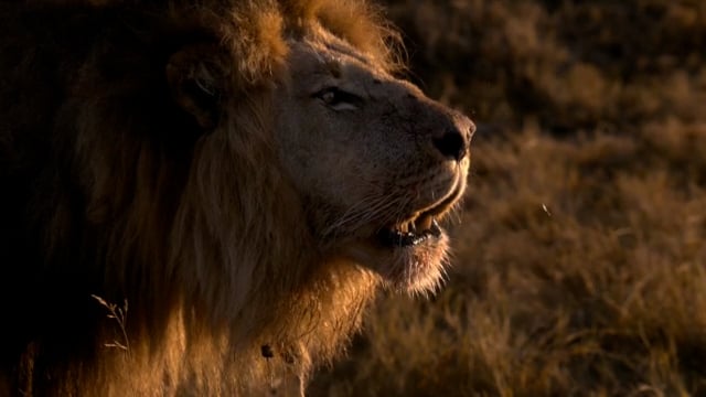 Okavango River of Dreams Part 2