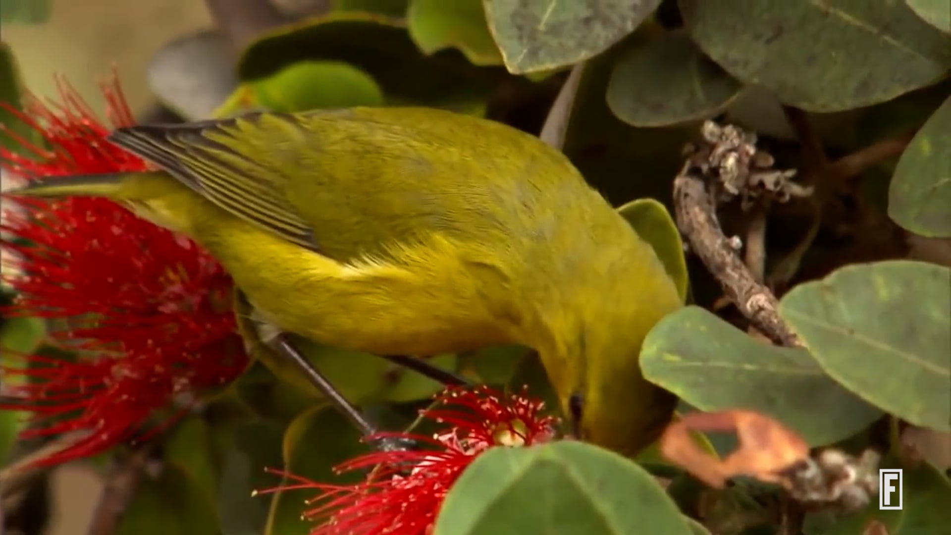 Fortune - How A.I. is helping to protect biodiversity in Hawaii
