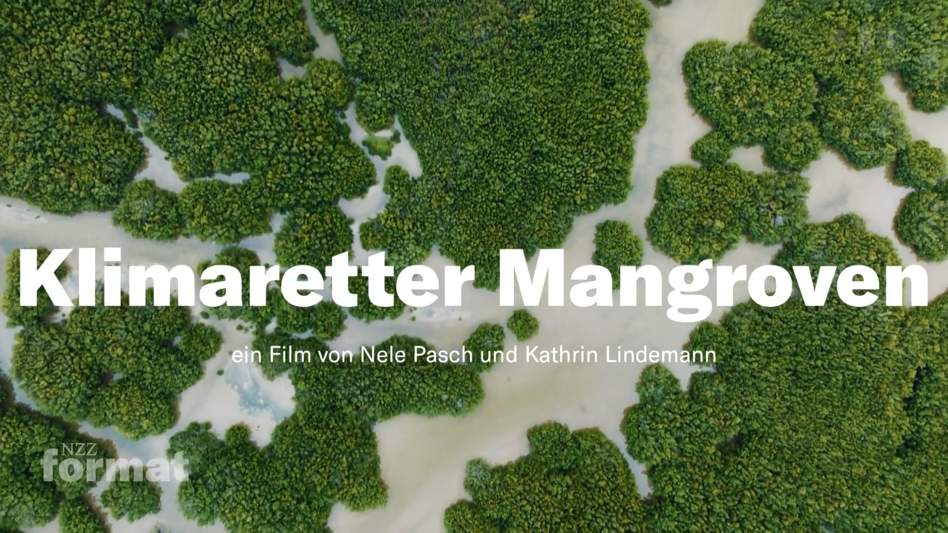 NZZ Format - Klimaretter Mangroven