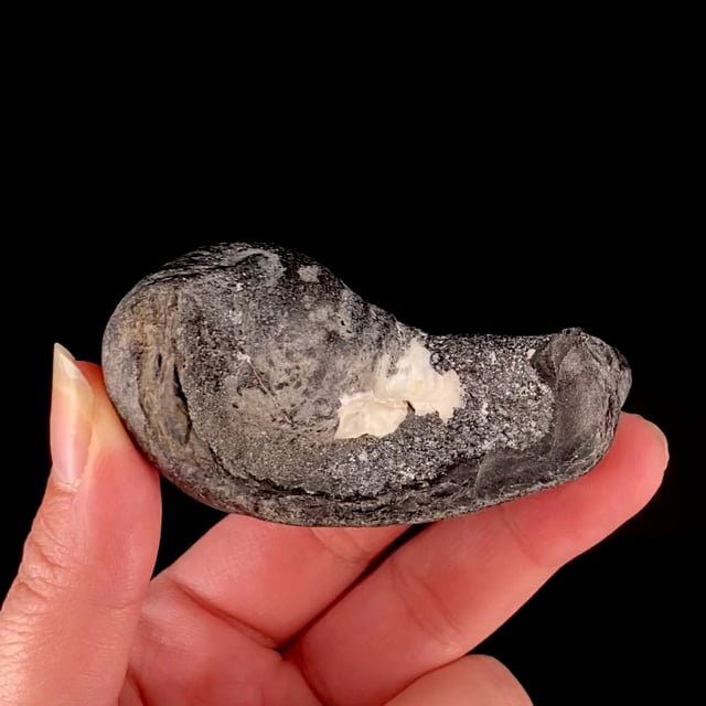 Fossilized Ear Bone of Sperm Whale