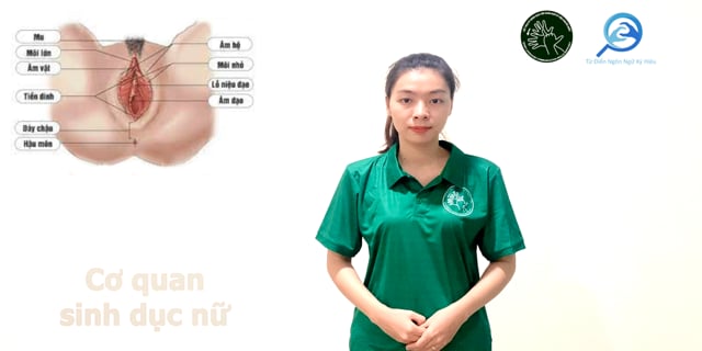 co-quan-sinh-duc-nu-7551