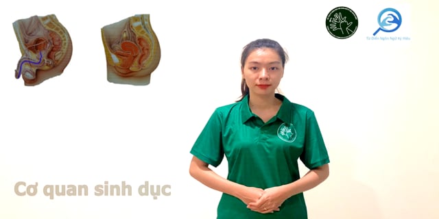 co-quan-sinh-duc-7549