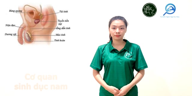 co-quan-sinh-duc-nam-7550