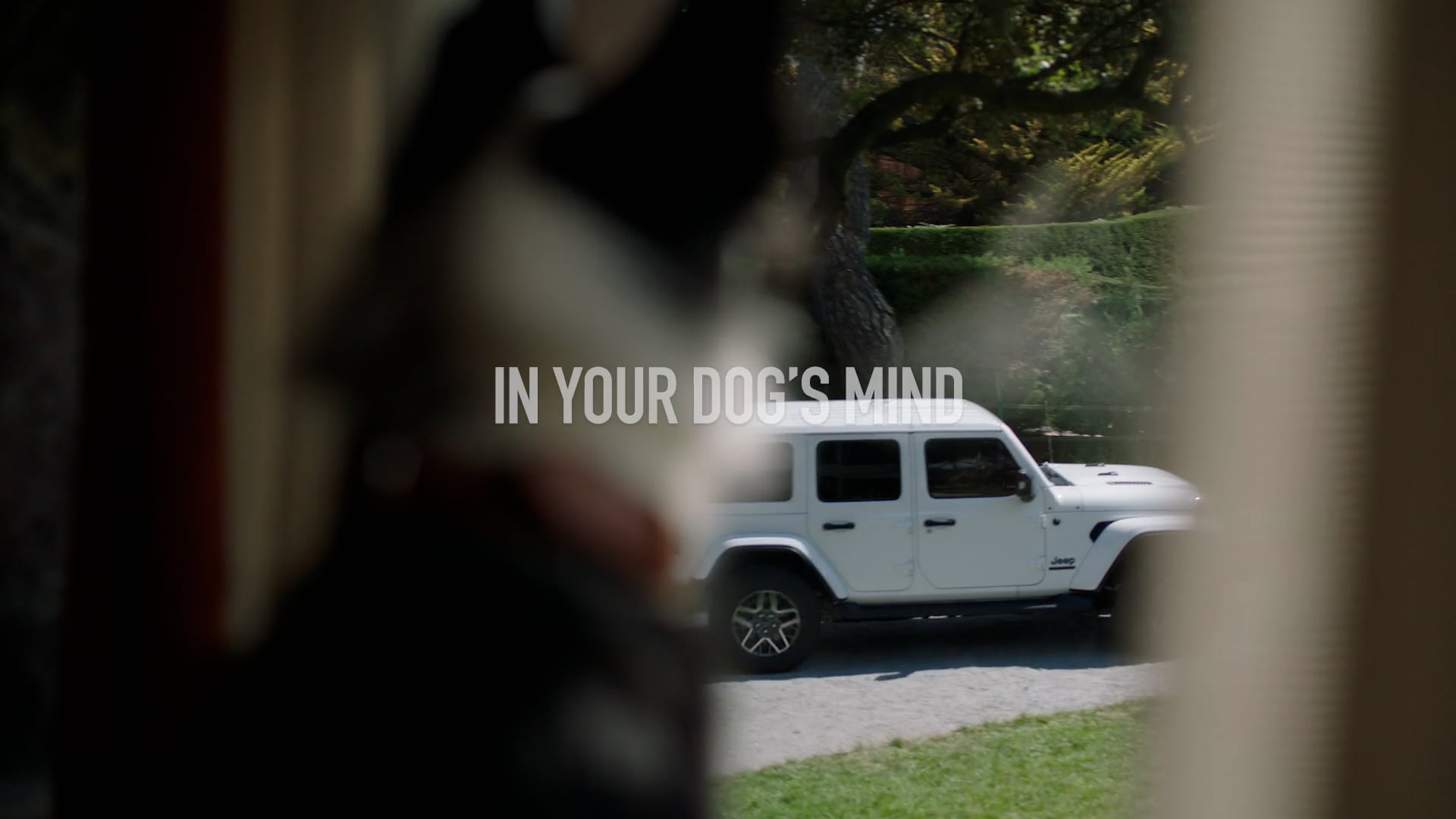 Jeep | Dog Daydreaming Wrangler
