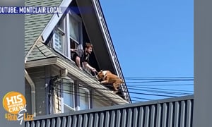 Escape Artist Dog