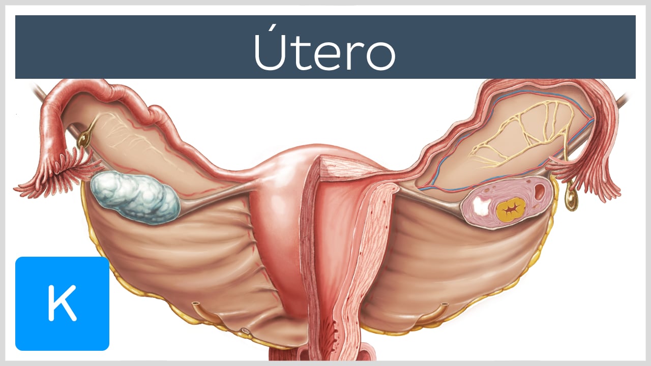 Sistema reprodutor feminino Anatomia, orgãos e funções Kenhub foto