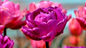 tulip, violet, blossom