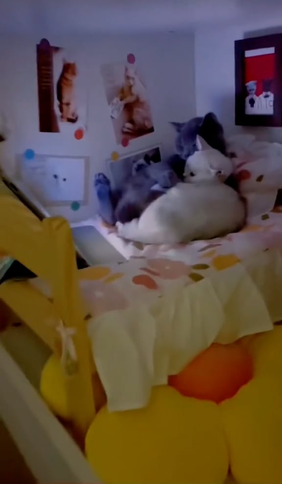 bat meow on Vimeo