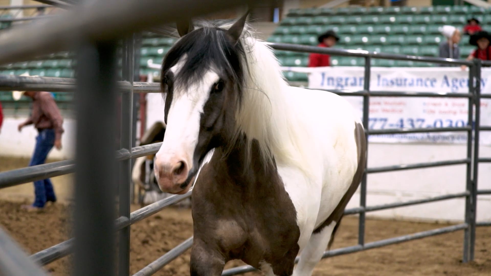 MM Auctions Premier Horse Sales Reno Commercial 2.mp4 on Vimeo