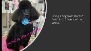 How to do a dog in 1.5 hours without stress