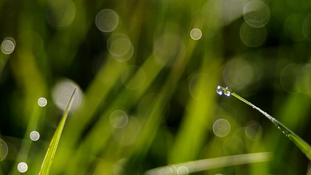 Grass, Dew, Morning. Free Stock Video - Pixabay