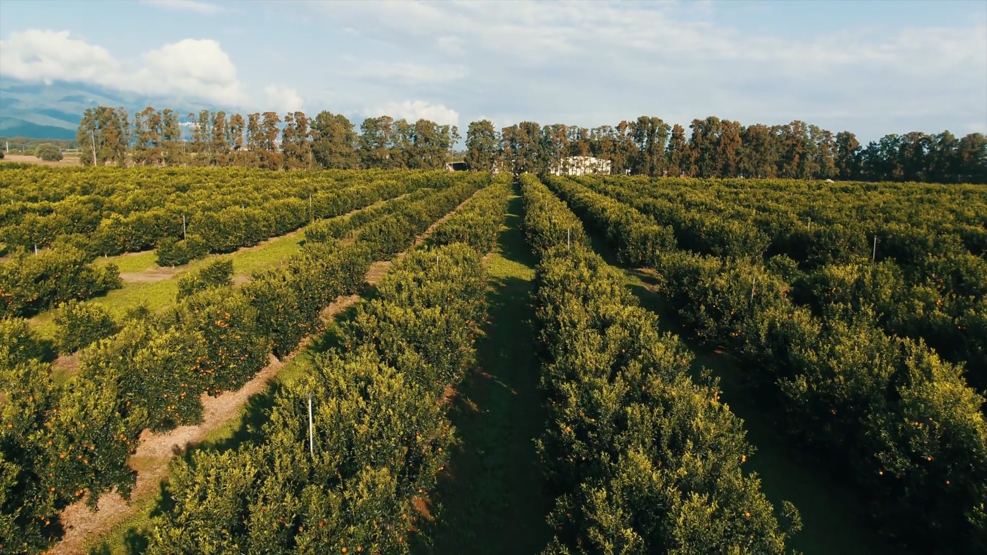 Creative-Story_Produit-clementines-champs-16-9.mp4