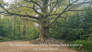 Tehidy's Twisted Beech - Part of the Queens Ancient Green Canopy