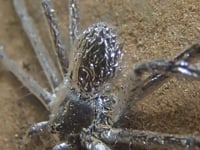 Newswise:Video Embedded spider-can-hide-underwater-for-30-minutes