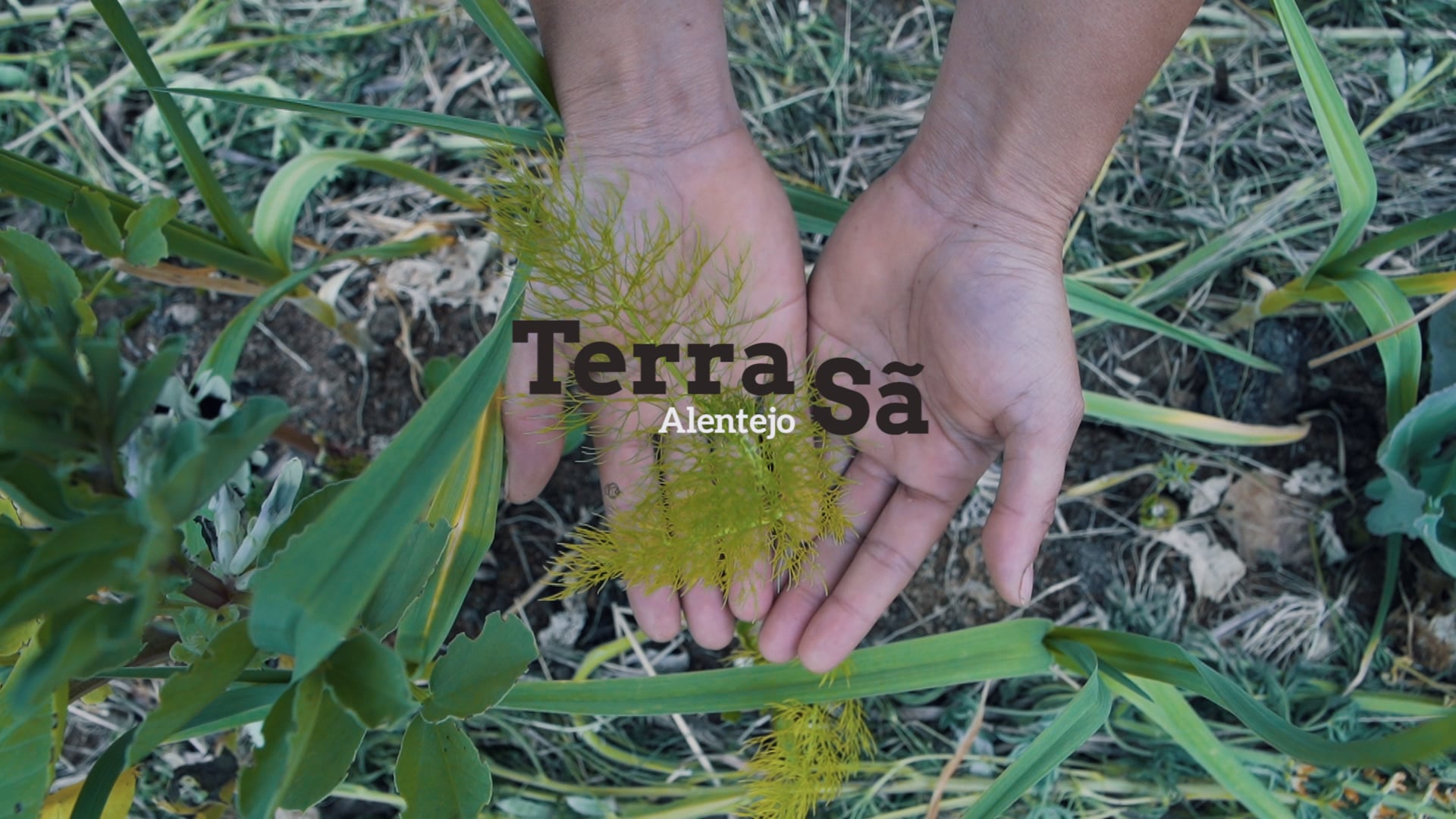 Terra Sã - Quinta das Abelhas (Montemor-o-Novo)
