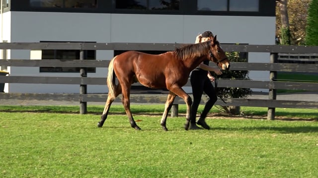 Lot 107