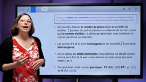 video : meiose-et-repartition-allelique-pour-2-genes-independants-3491