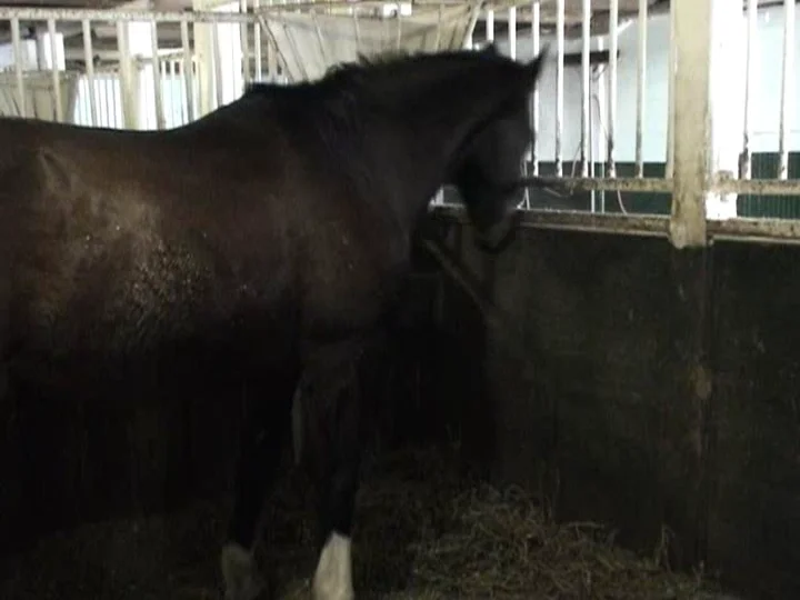 Horse Weaving Stereotypical Behaviour on Vimeo