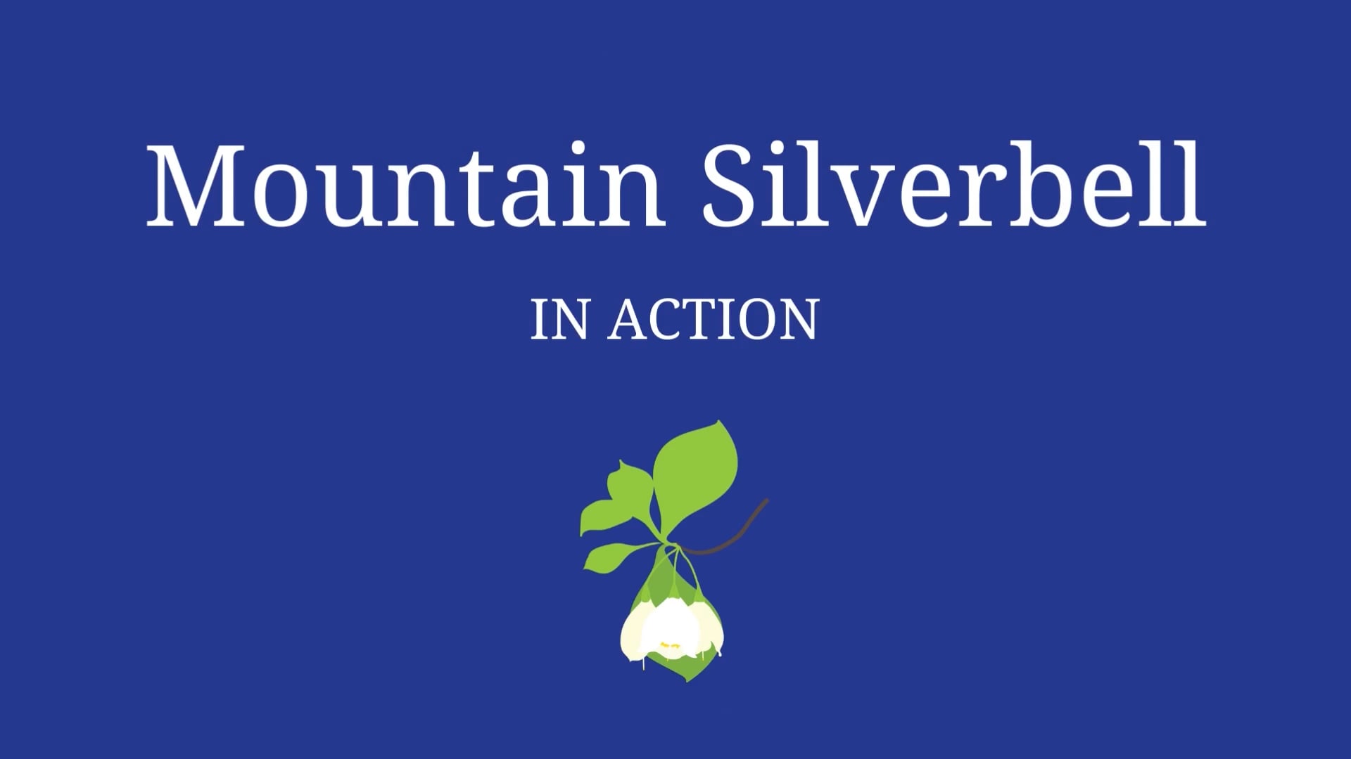 Mountain Silverbell in Action