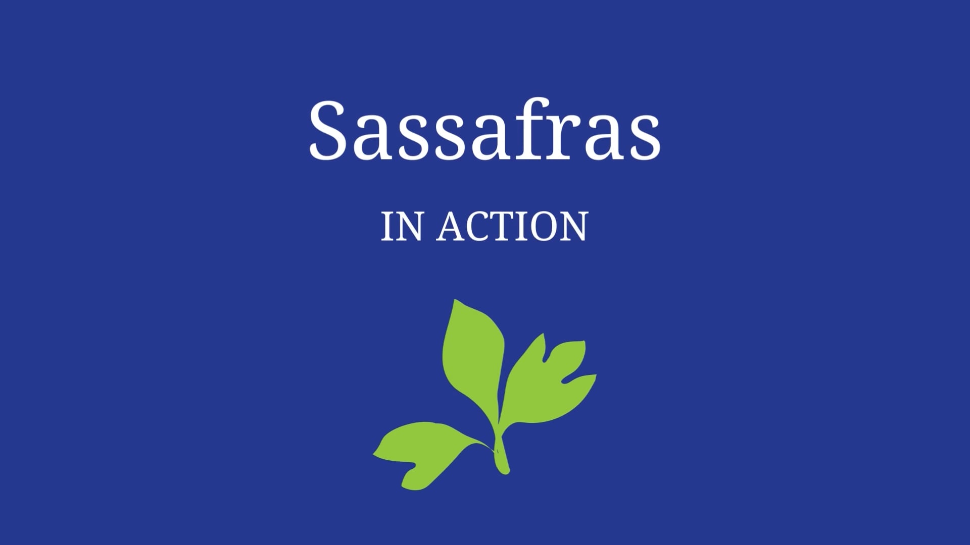 Sassafras in Action
