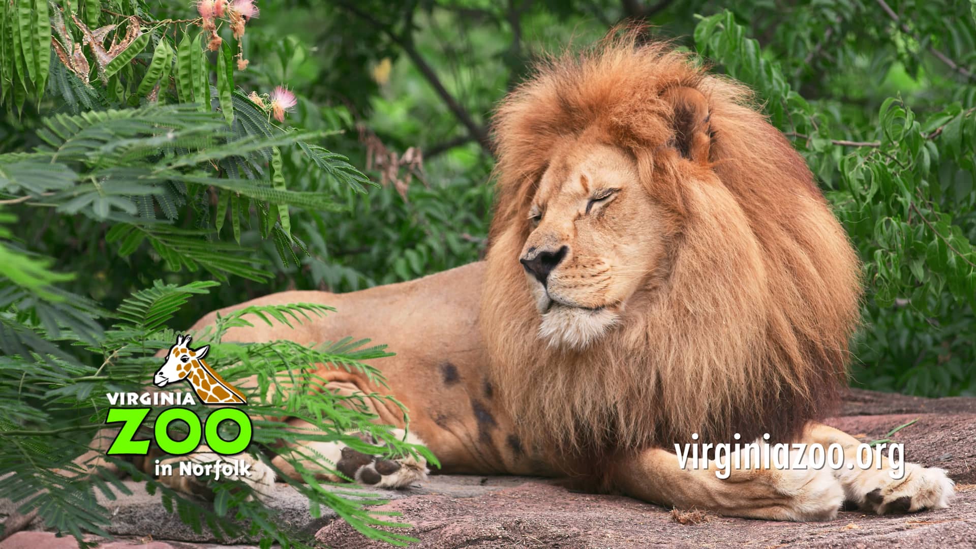 VA Zoo Updated May 2022.mp4 on Vimeo