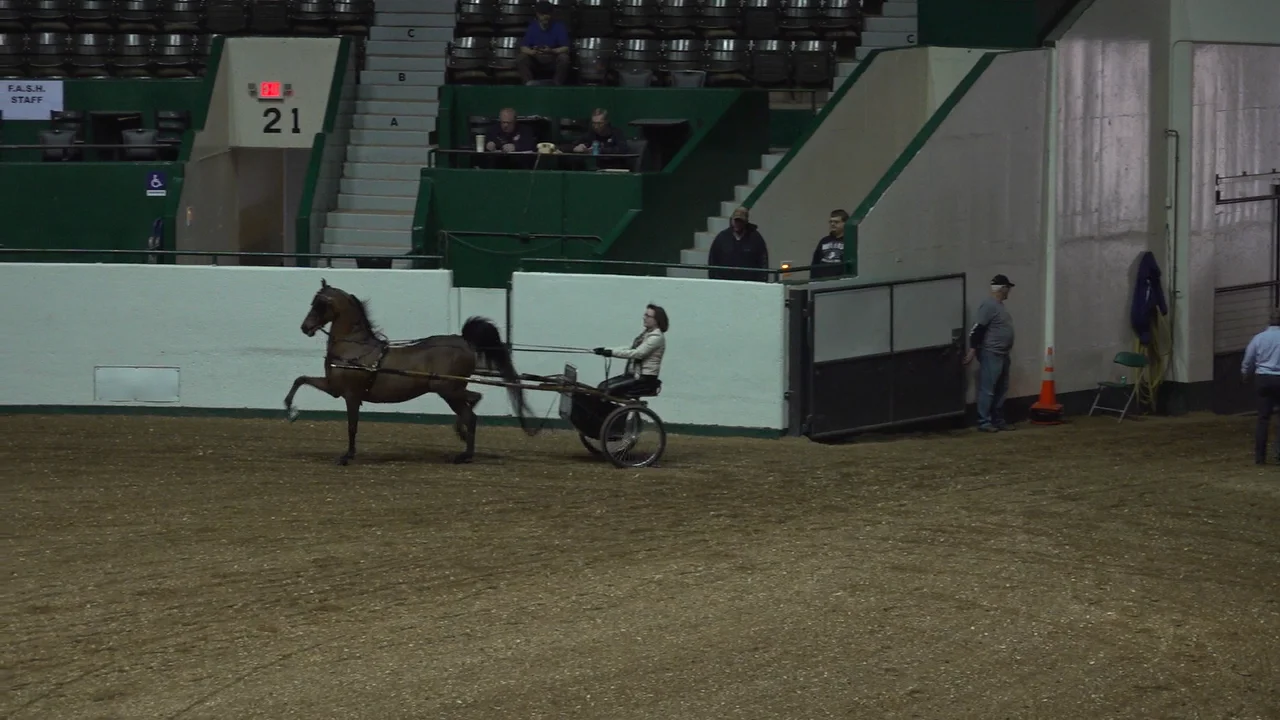 FASH Horse Show 2022 Class 2, 99 Pleasure Driving Open on Vimeo