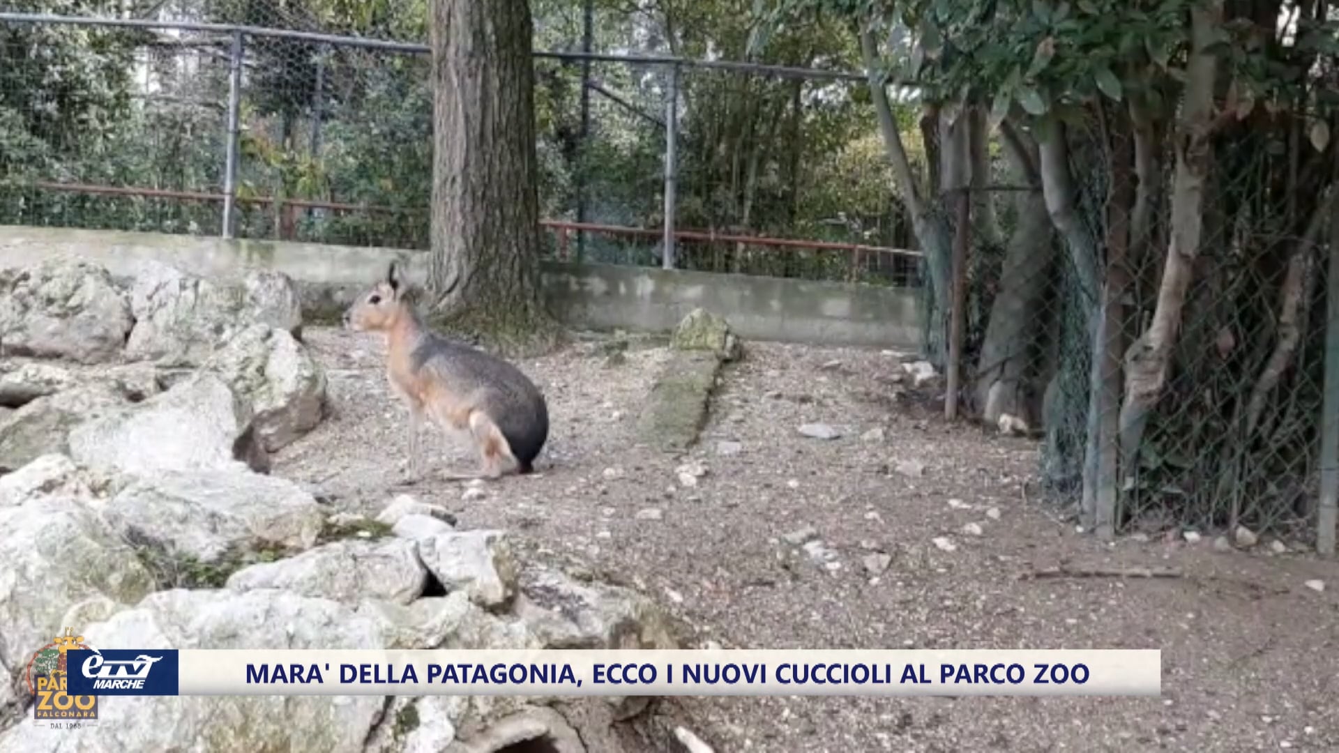 Marà della Patagonia. Eco i due nuovi cuccioli del Parco Zoo di Falconara - VIDEO