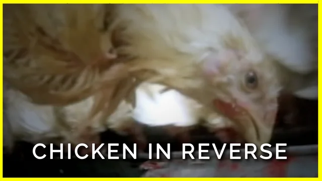 This Video Will Show You Exactly Where Your Chicken Dinner Came From