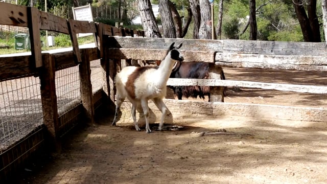 Llama Farm Animals - Free video on Pixabay