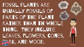 Fossils - Educational Earth Science Video for Elementary Students & Kids