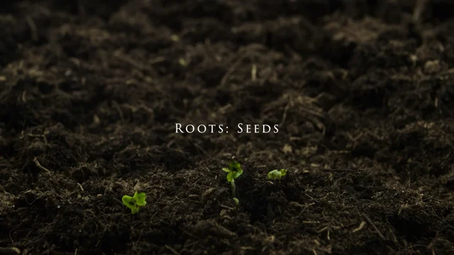 ROOTS: SEEDS