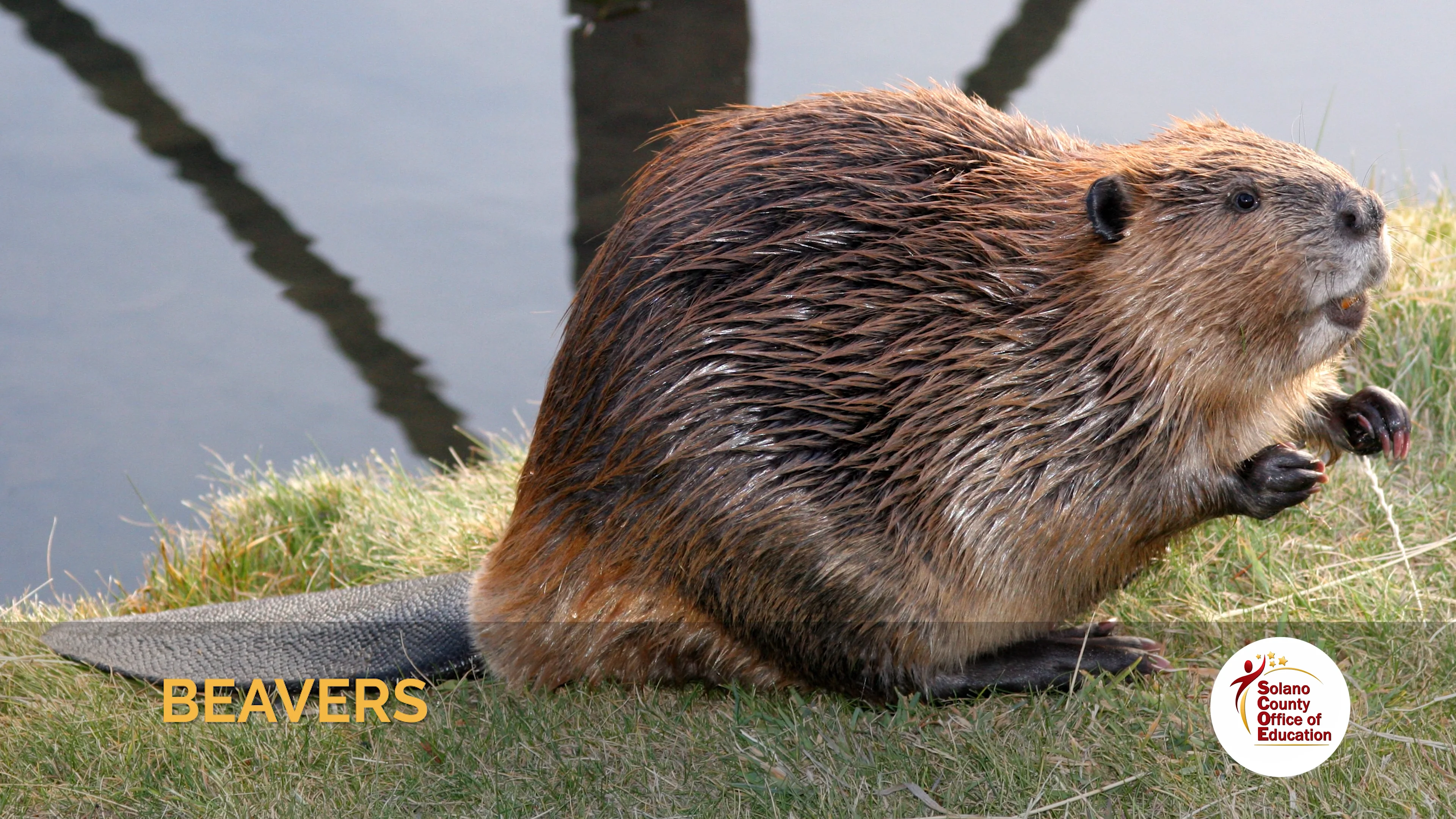 Explorer Quest: Beavers