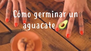 Cómo germinar un aguacate �