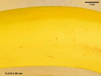 Newswise:Video Embedded research-with-a-peel-fsu-study-on-banana-browning-could-help-tackle-food-waste