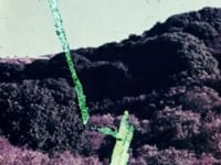 "EcoShock" (2022)