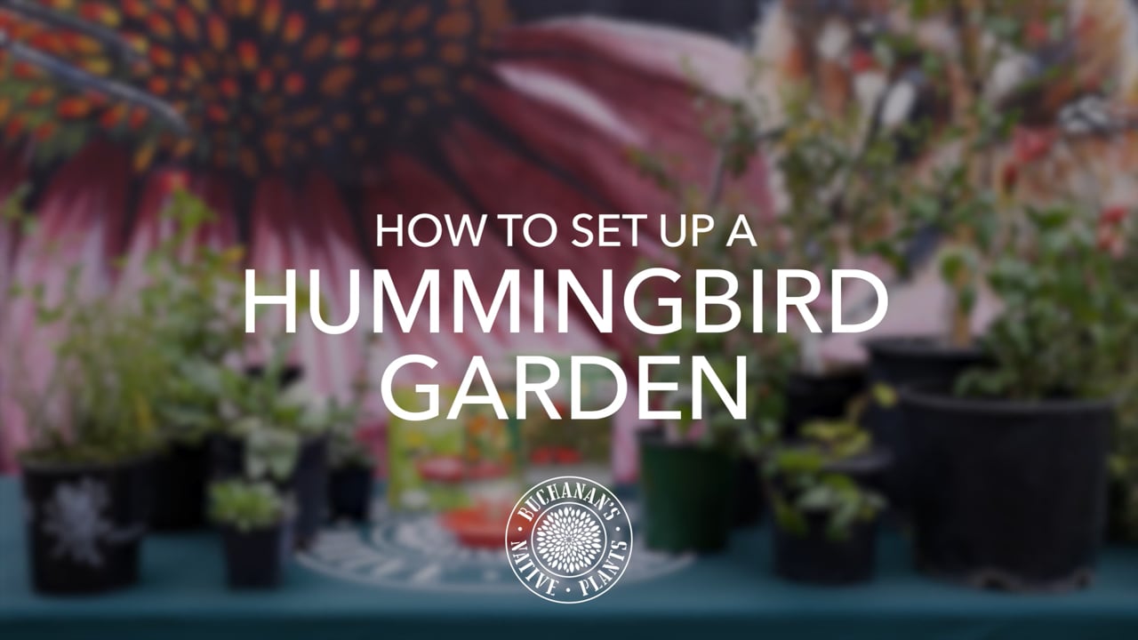How to Set Up A Hummingbird Garden