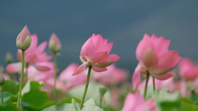 Hoa sen thiên nhiên là biểu tượng của sự thanh cao và vĩnh cửu. Hãy cùng ngắm nhìn vẻ đẹp độc đáo của những bông hoa sen mọc tự nhiên, tạo ra sức hút không thể nào chối từ. Bức ảnh đầy màu sắc này sẽ khiến bạn cảm thấy thư thái và yên bình.