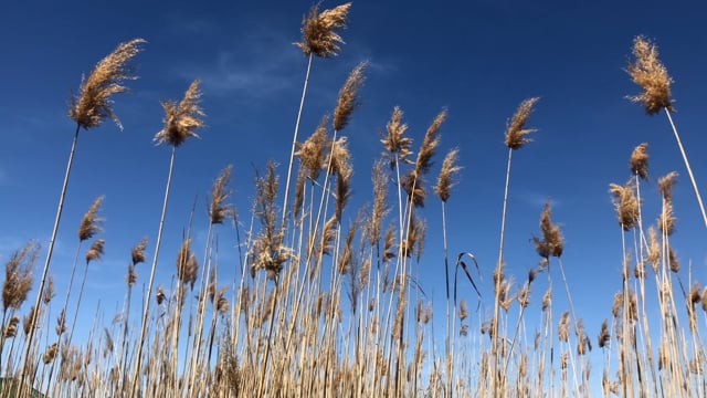 Field Sky Nature Free Stock Video - Pixabay