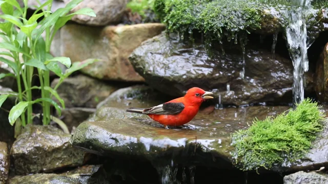 Crazy Nature Video: Redbird 