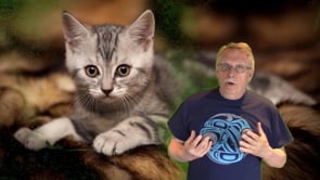 Curing Cats with Hairballs