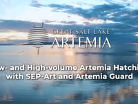 Artemia nở và Separation_2022