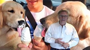 Can Dogs eat Ice Cream?