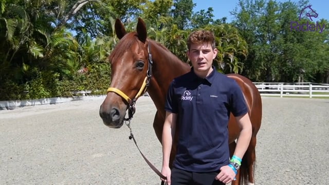 What to Look For When Choosing a New Horse